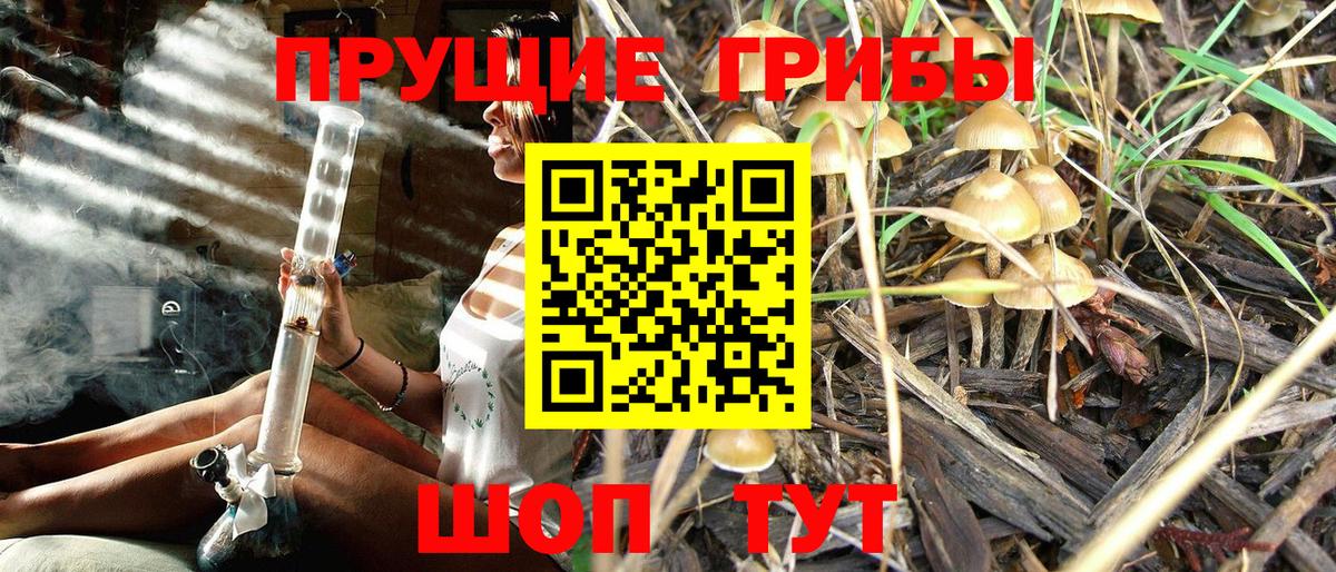 Псилоцибиновые грибы Psilocybe Кисловодск